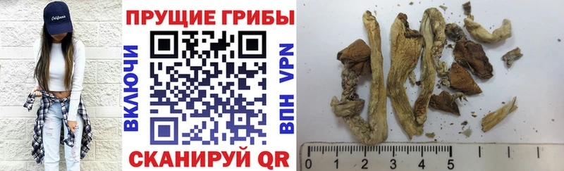 Купить  Краснокаменск  Галлюциногенные грибы Cubensis 
